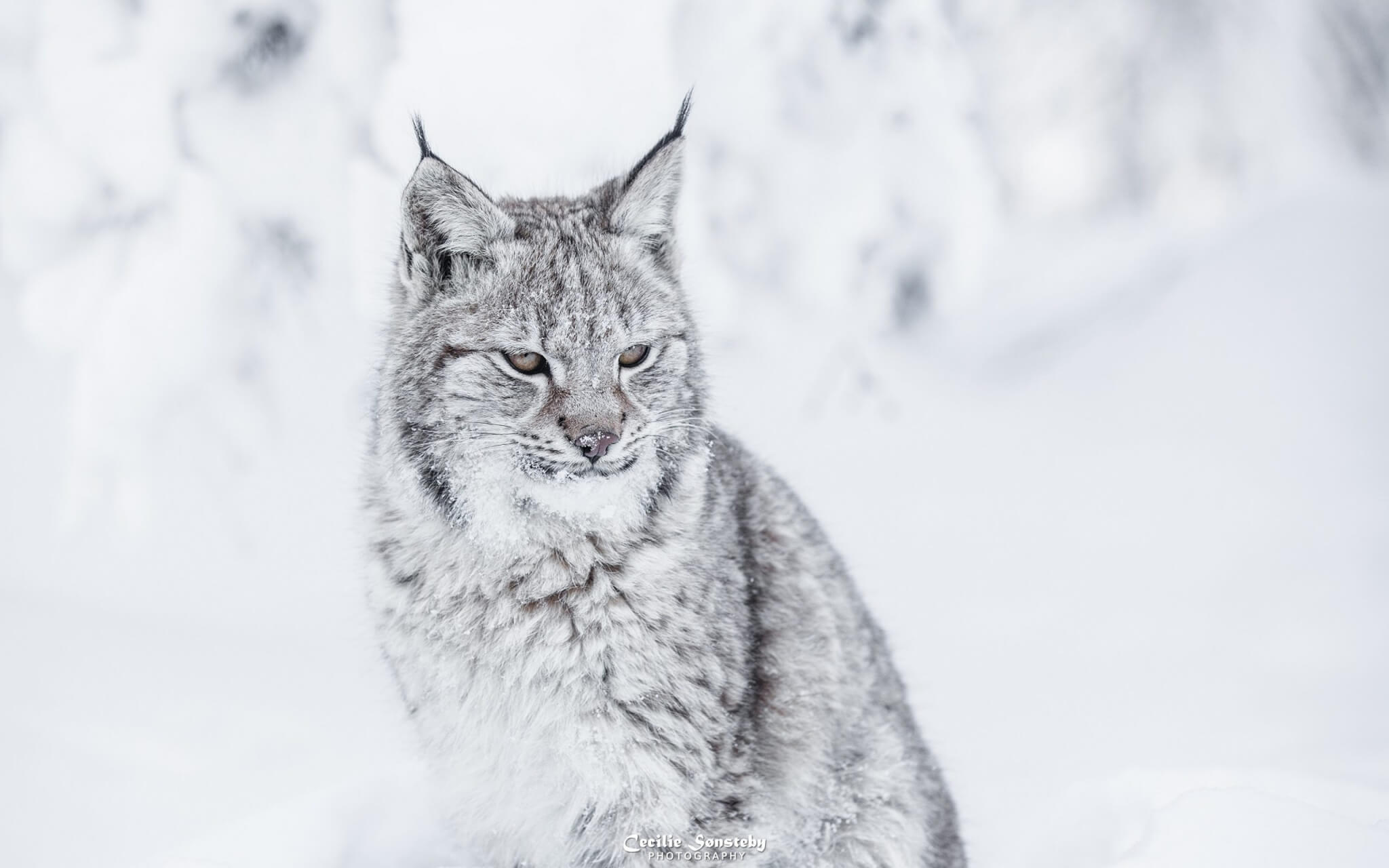 Boreal Lynx - Piros Explorer