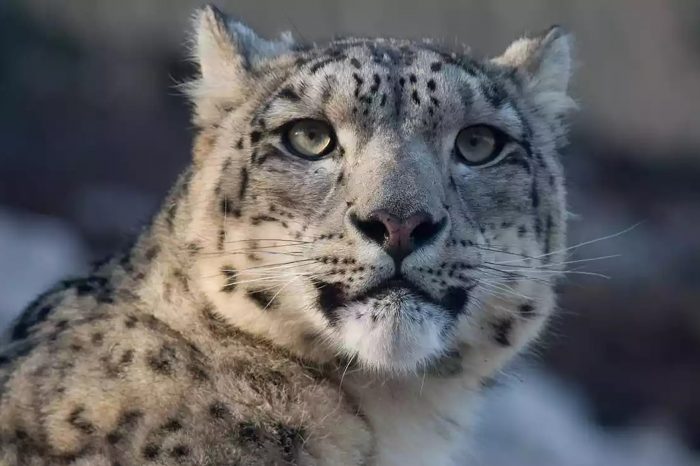 Himalaya – Leopardo de las nieves
