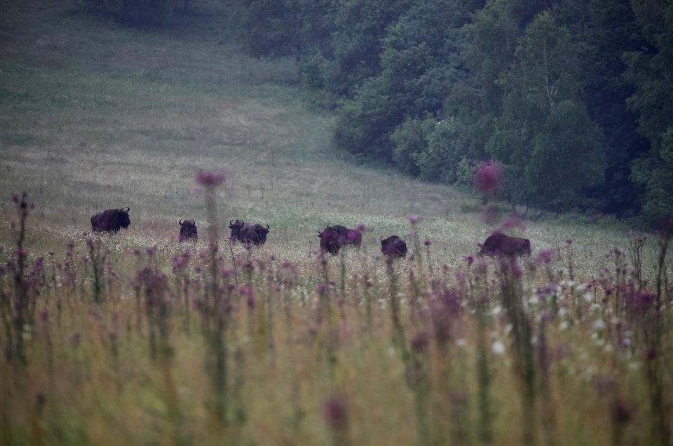 Trip to Carpathian and Baltic.